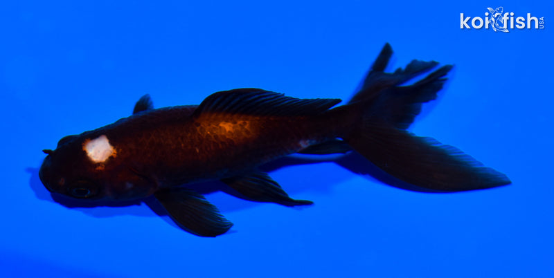 4.5" WATONAI GOLDFISH