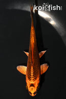 4.25" KIN ORENJI MATSUBA