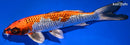 9.75" GINRIN BENI GINGA