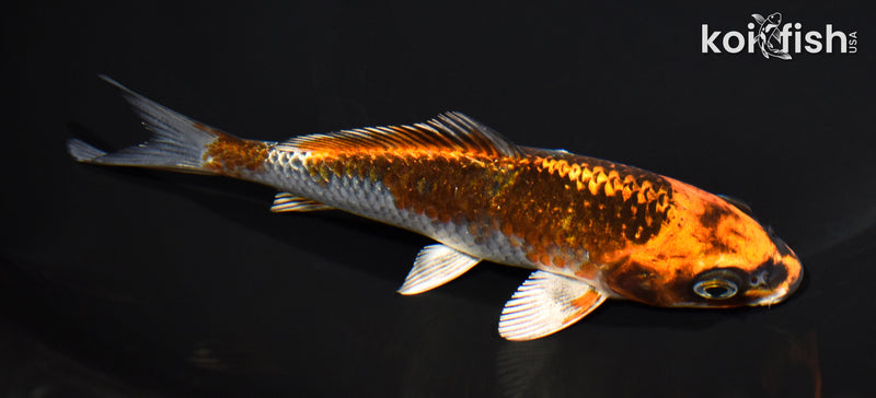 5.75" BENI GINGA