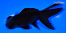 5.25" TELESCOPE FANTAIL GOLDFISH