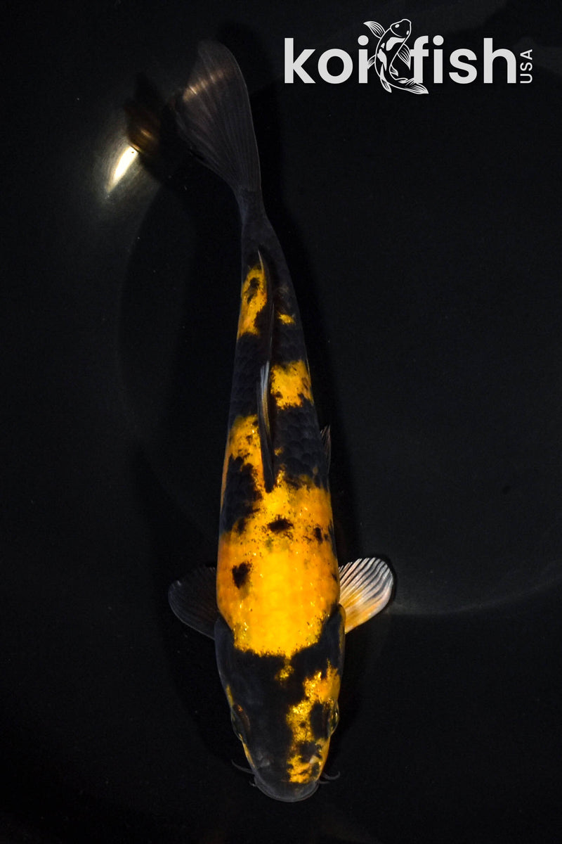 7.5" KI UTSURI