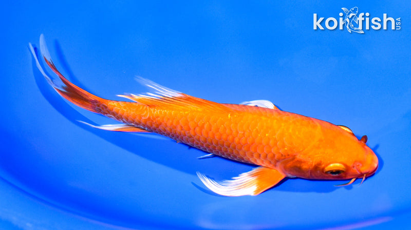7.25" ORENJI OGON BUTTERFLY