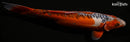 11.75" HI SHUSUI