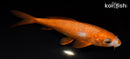 6.5" OCHIBA SHIGURE