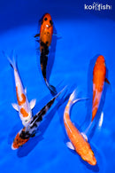 PACK OF (5) 4-5" STANDARD KOI