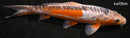 12.25" HI SHUSUI