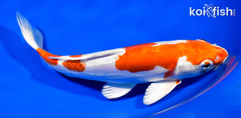 8.25" KIKUSUI