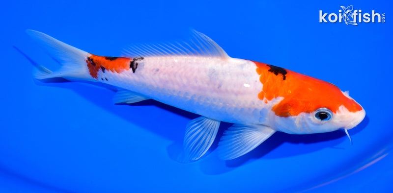 7.75" SANKE