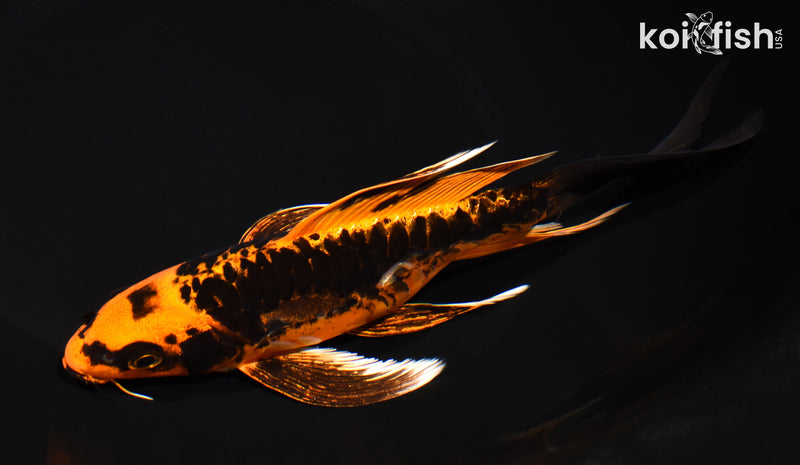 7.75" ARAGOKE BENI KIKOKURYU BUTTERFLY