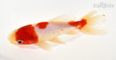 5.75" WAKIN GOLDFISH