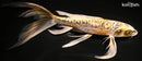 10.25" GINRIN KIN KIKOKURYU BUTTERFLY