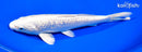 7.75" GINRIN PLATINUM OGON