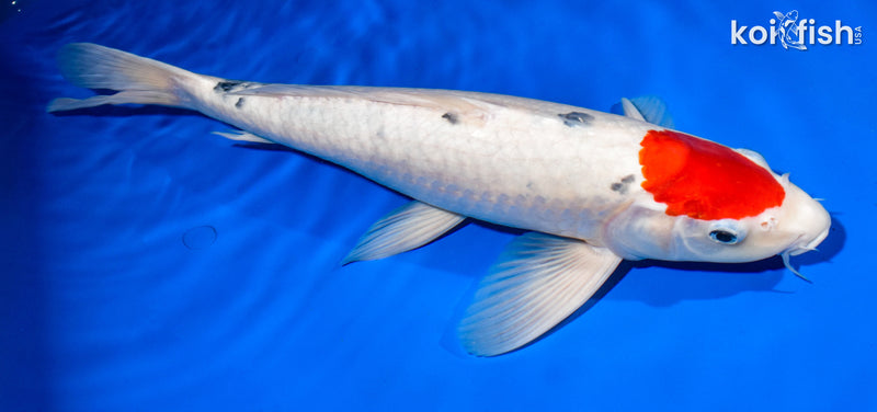 15.25" TANCHO SANKE