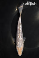 7.25" GINRIN SOROGOI