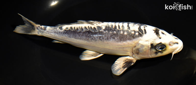 8.5" KIKOKURYU