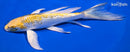 8.25" GINRIN KUJAKU BUTTERFLY