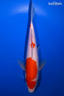 9" KOHAKU