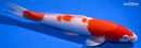 12.75" KOHAKU