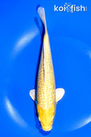 8.5" GINRIN YAMABUKI OGON