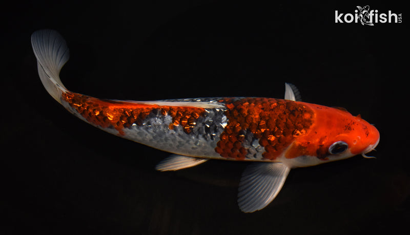 8.5" GINRIN GOSHIKI