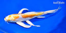 9.25" DOITSU LEMON HARIWAKE BUTTERFLY