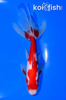 5.75" SARASA WATONAI GOLDFISH
