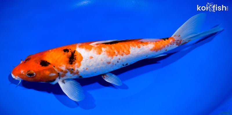 11.75" SANKE