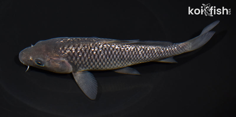 6.75" GINRIN SORAGOI