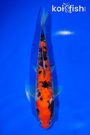7.75" DOITSU GOSHIKI