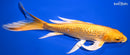 9.25" GINRIN YAMABUKI OGON BUTTERFLY