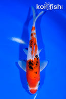 7.25" SANKE