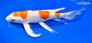 10.75" HARIWAKE BUTTERFLY