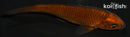 4.25" CHAGOI