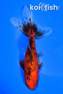 5.75" WAKIN GOLDFISH