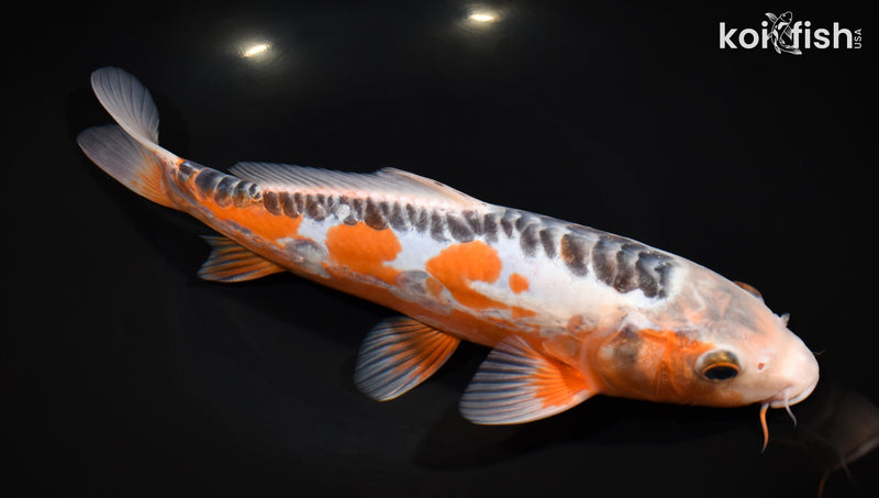 11.25" HI SHUSUI