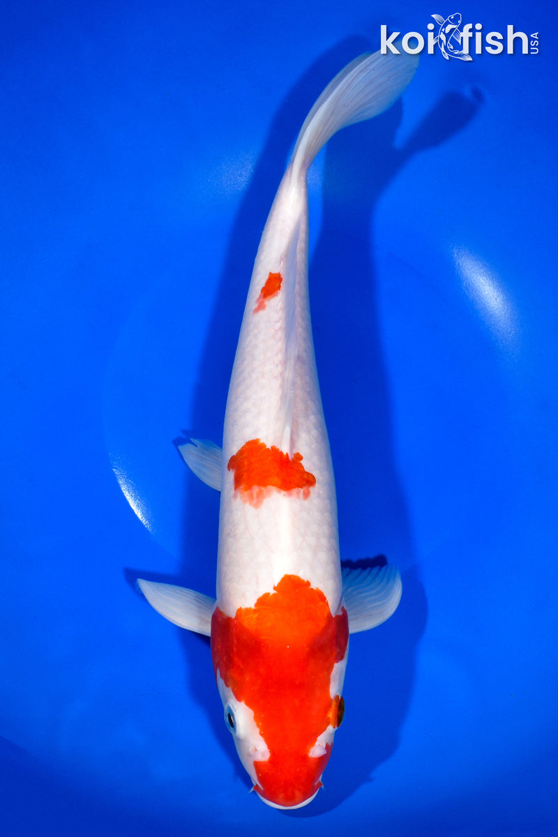 13" KOHAKU