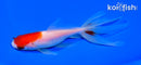 5.25" SARASA WATONAI GOLDFISH