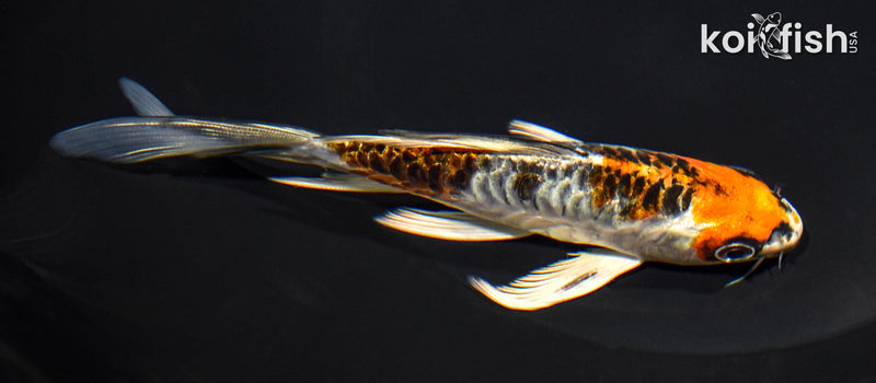 5.75" ARAGOKE BENI KIKOKURYU BUTTERFLY