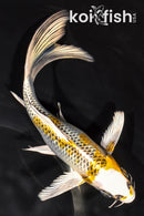 7.75" KUJAKU BUTTERFLY