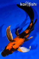 9.5" HI UTSURI BUTTERFLY