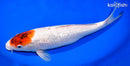 13.25" GINRIN TANCHO GOROMO