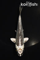 5"  GINRIN KI MATSUBA