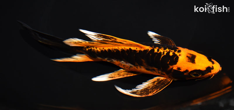 7.75" ARAGOKE BENI KIKOKURYU BUTTERFLY