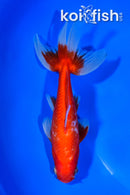 5.75" WATONAI GOLDFISH