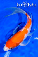 8.5" KOHAKU BUTTERFLY