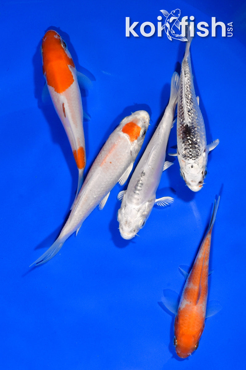 PACK OF (5) 3.25"-3.75" STANDARD KOI