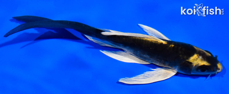 5.5" KABUTO BUTTERFLY