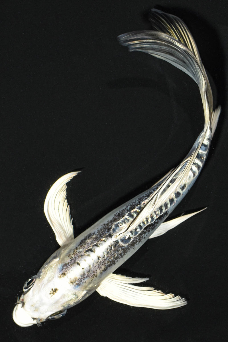 6.75" KIKOKURYU BUTTERFLY