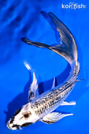 8" GINRIN GINGA BUTTERFLY